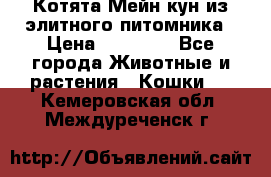 Котята Мейн-кун из элитного питомника › Цена ­ 20 000 - Все города Животные и растения » Кошки   . Кемеровская обл.,Междуреченск г.